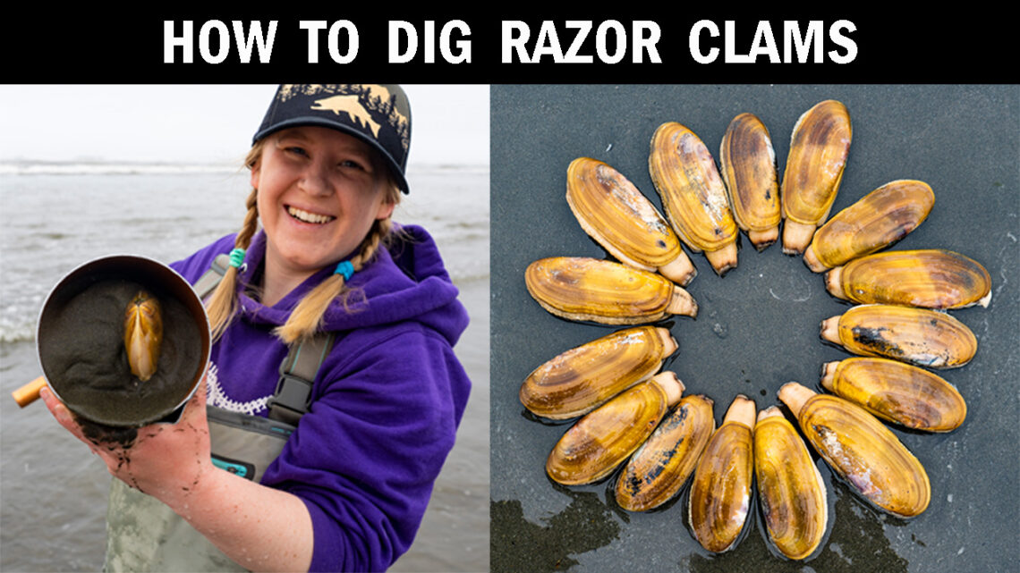 Digging Razor Clams in Washington State